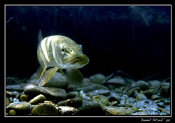 ... and another pike ... cheers :-)) by Daniel Strub 